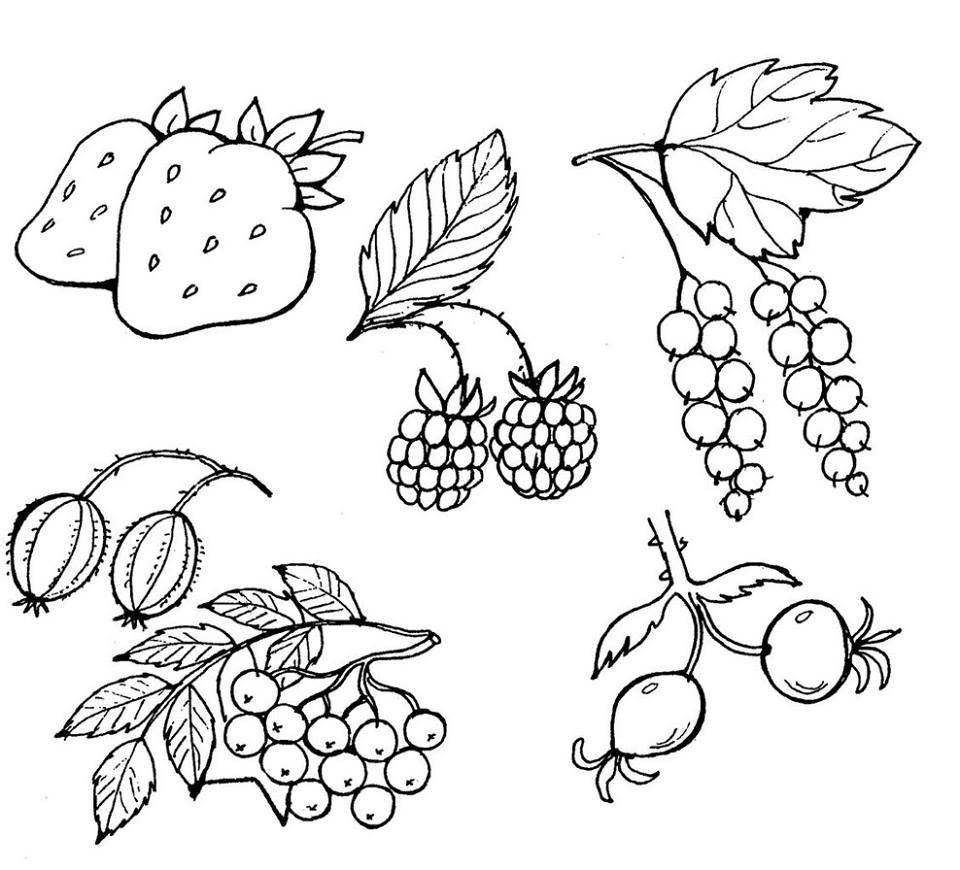 Раскраски простые фрукты и ягоды скачать
