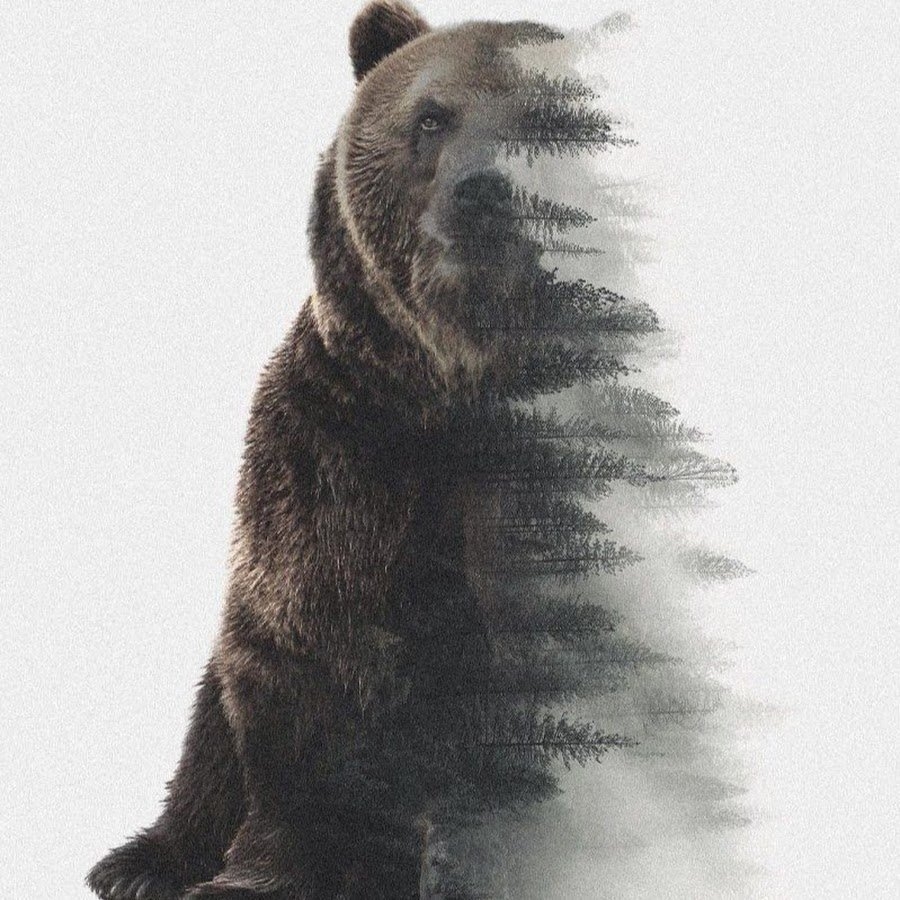 Мудрый медведь. Медведь. Медведь в лесу. Тату медведь. Медведь на задних лапах.