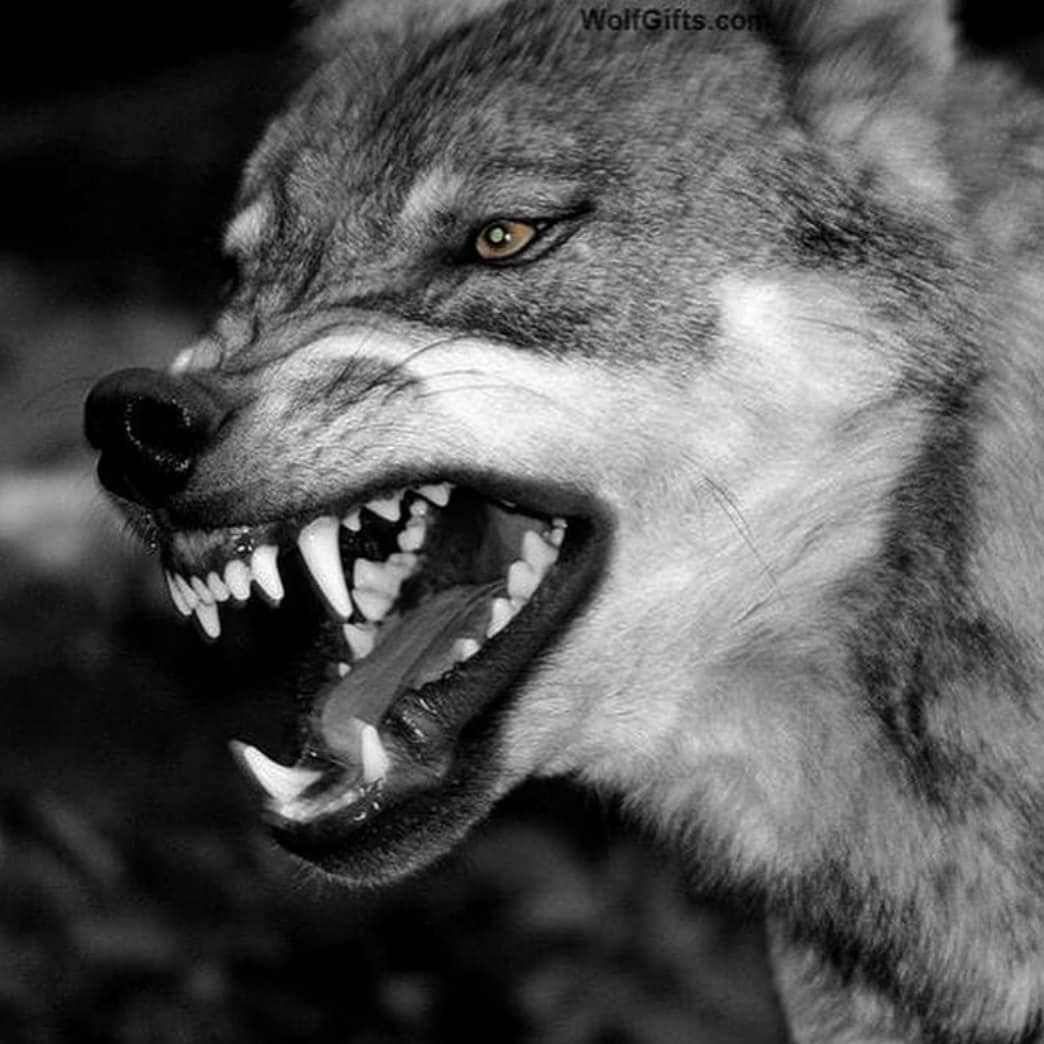 Волчий оскал - 86 фото