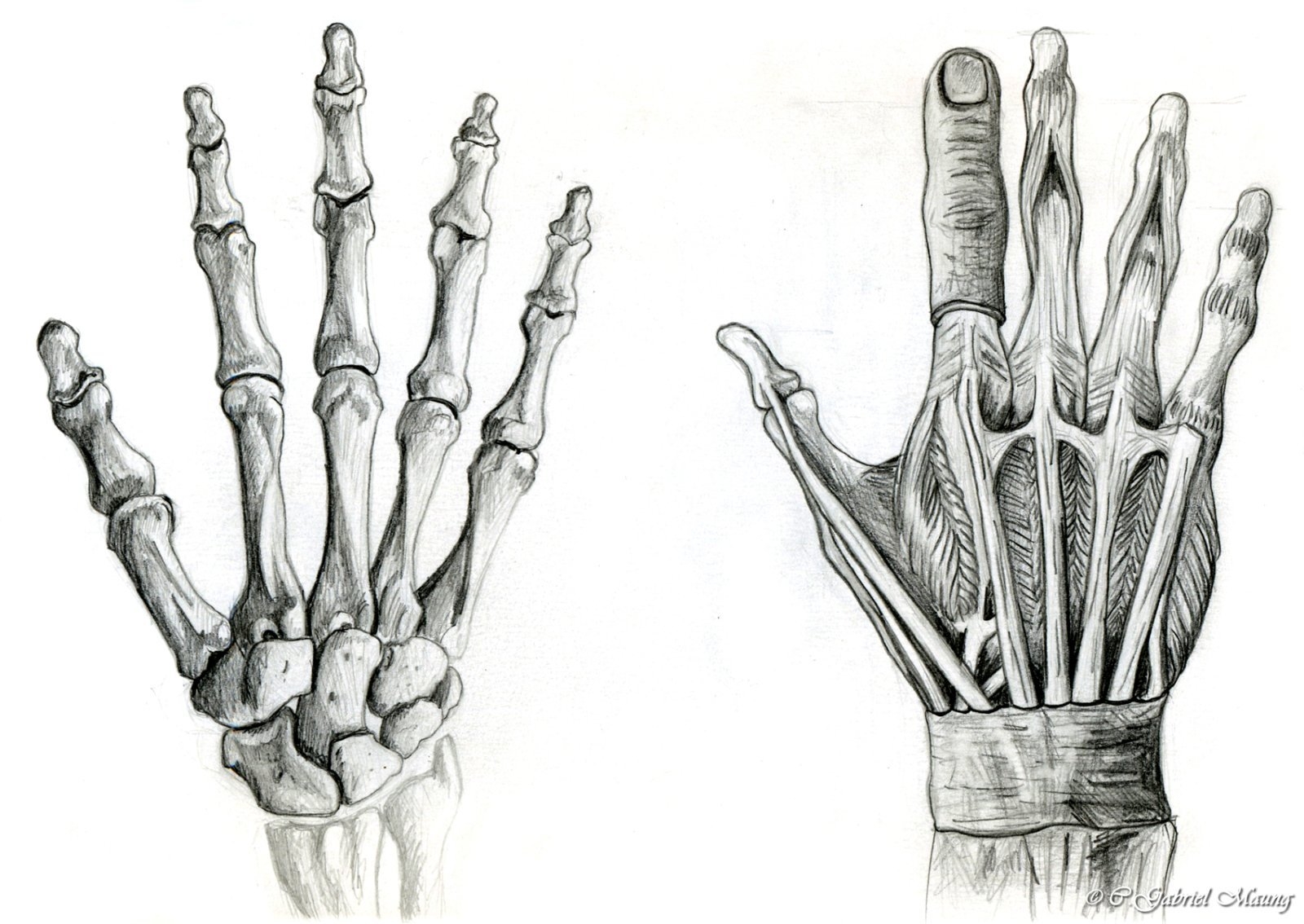 Скелет пальцев человека. Скелет человека кисть референс. Анатомия скелета кисти человека. Кости запястья анатомия человека. Кости кисти руки человека референс.
