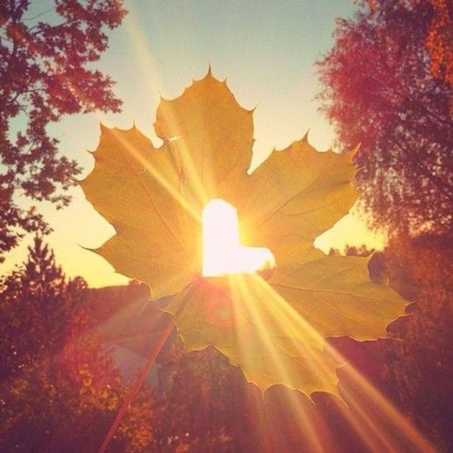 Картинка осень красивая утра. Осеннее солнце. Осень солнце. Утро осень солнце. Осень листья солнце.
