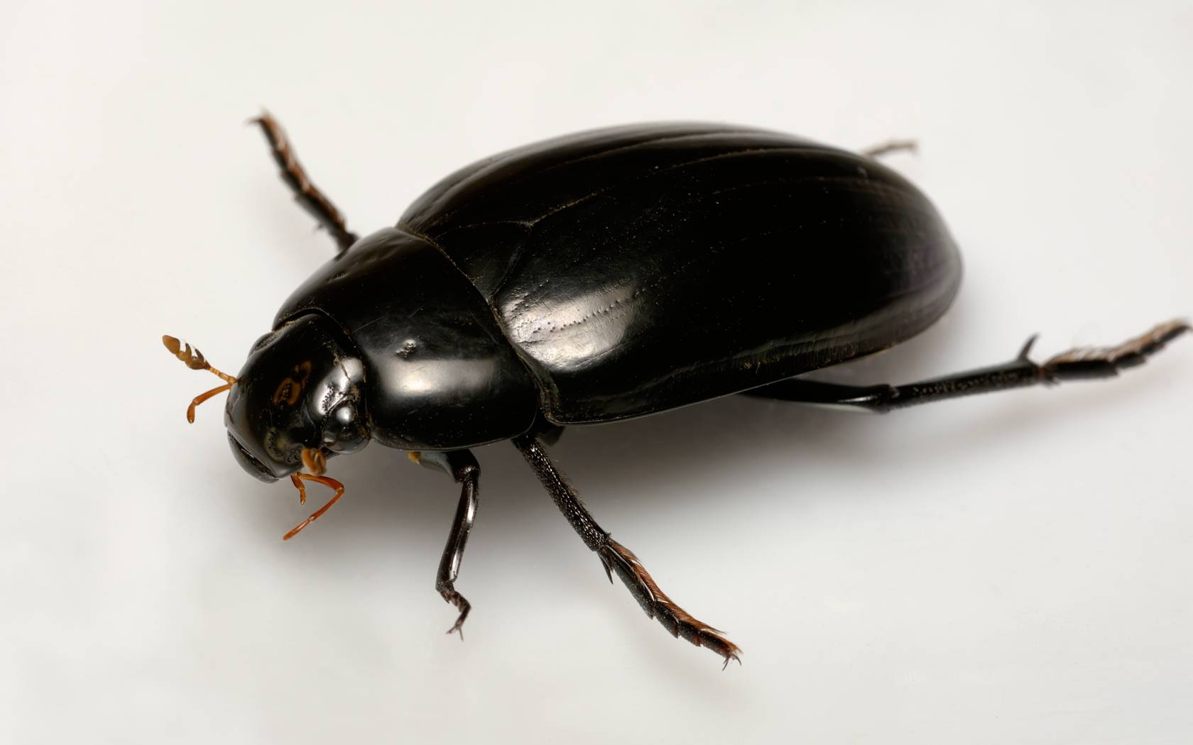 Большой черный жук в лесу - 58 фото