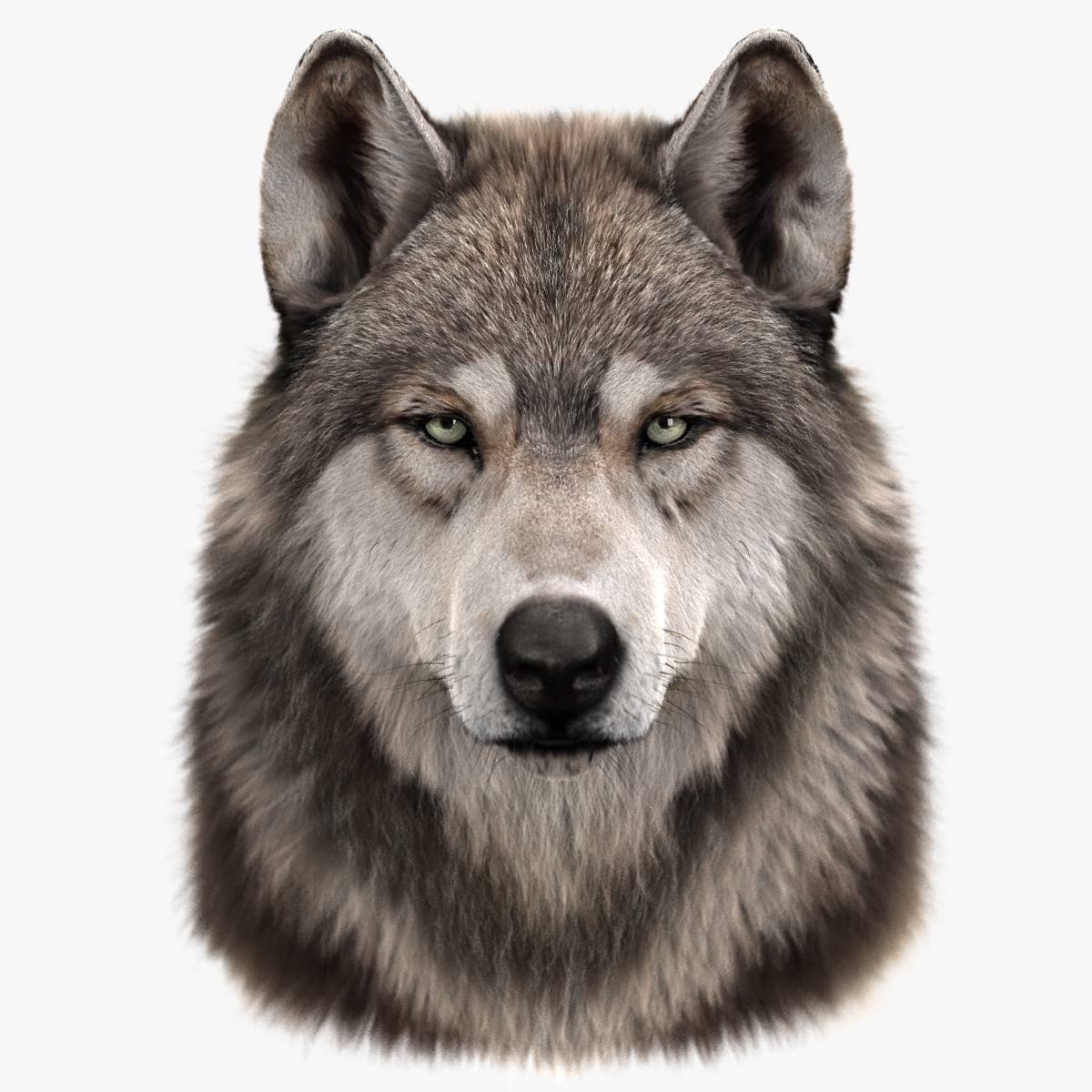 Картинки морда волка (39 фото)
