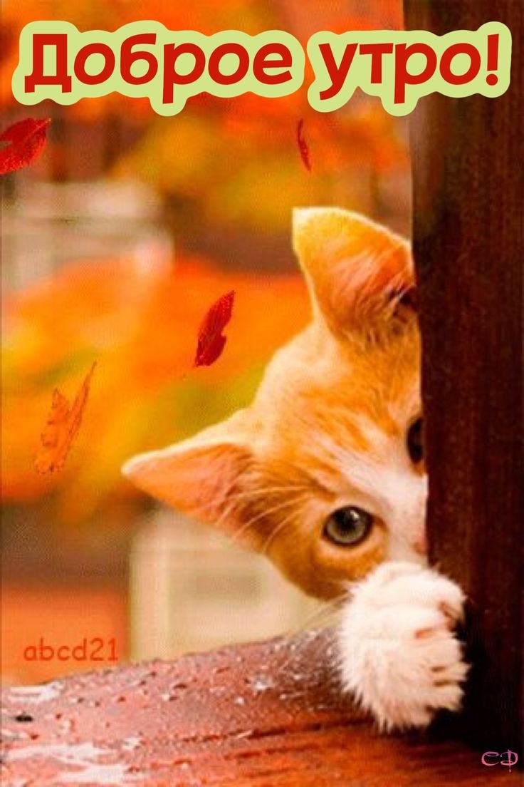 Коты красивые с добрым утром. Доброе утро рыжий кот. Осенний кот. Доброе утро котенок. Доброе утро осень кот.