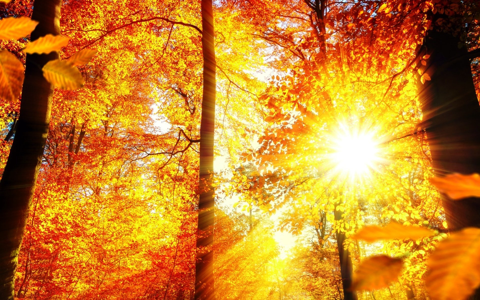 Осень. Осень солнце. Солнце осенью. Солнечный осенний день. Теплый день осенний солнцем
