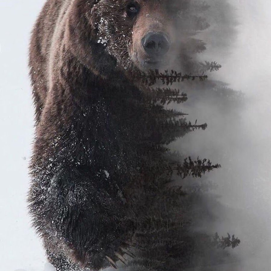 Русская медведь сил. Бурый медведь в тайге. Медведь в лесу. Медведь в тайге. Красивый медведь.