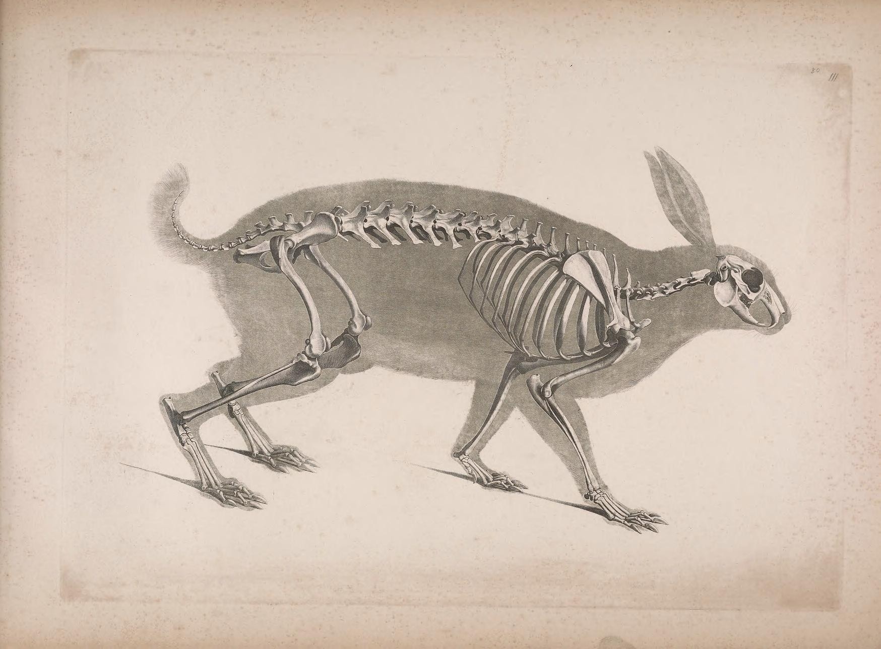 Особенности скелета кролика. Анатомия кролика скелет. Скелет зайца анатомия. Пахиринозавр скелет. Скелет зайцеобразных.