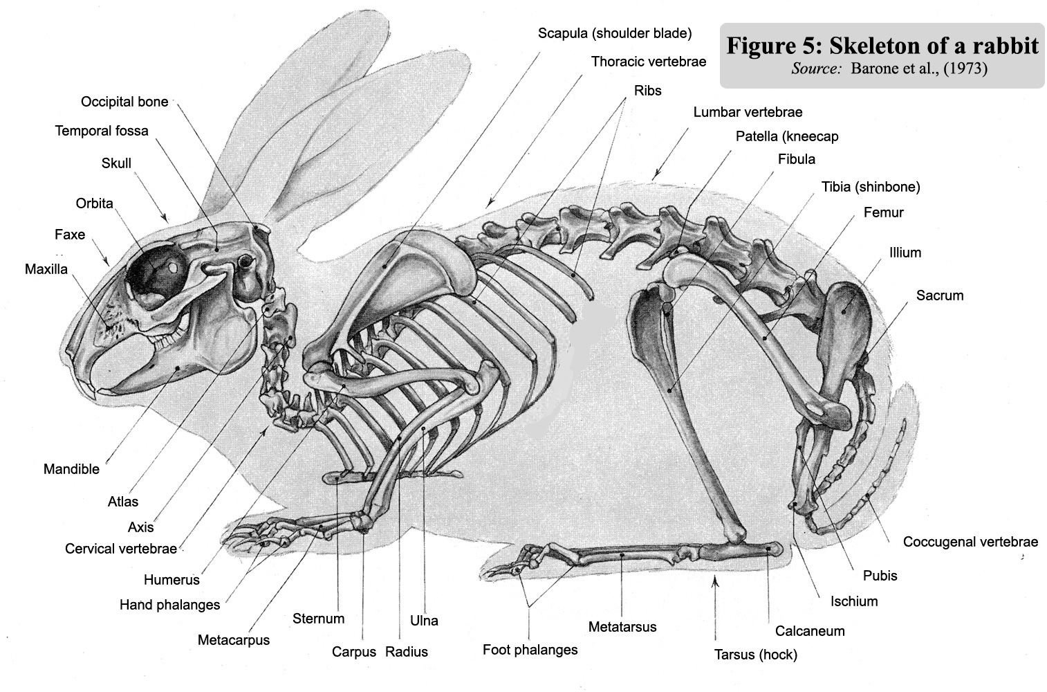 Особенности скелета кролика. Строение млекопитающих кролик. Строение скелета кролика. Лапа кролика строение. Кости кролика анатомия.