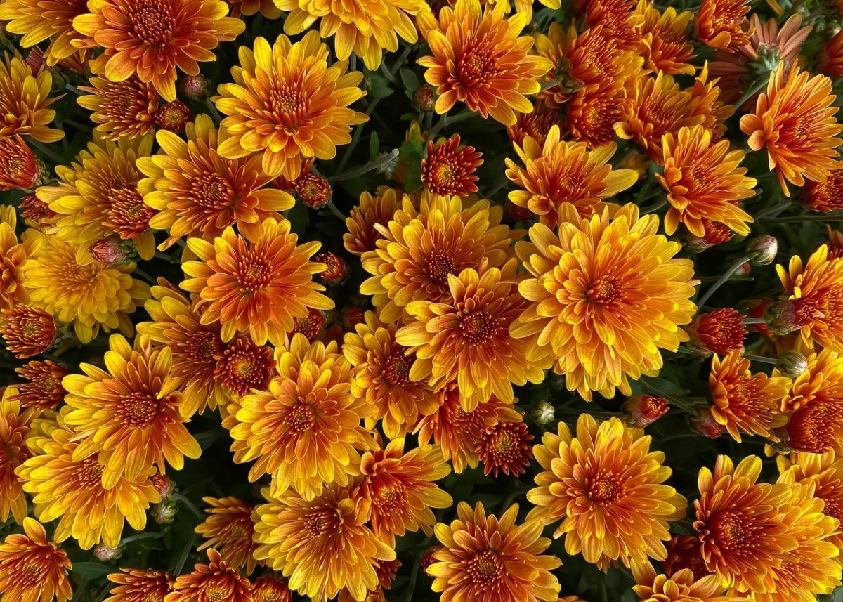 Осенняя хризантема многолетник - 59 фото