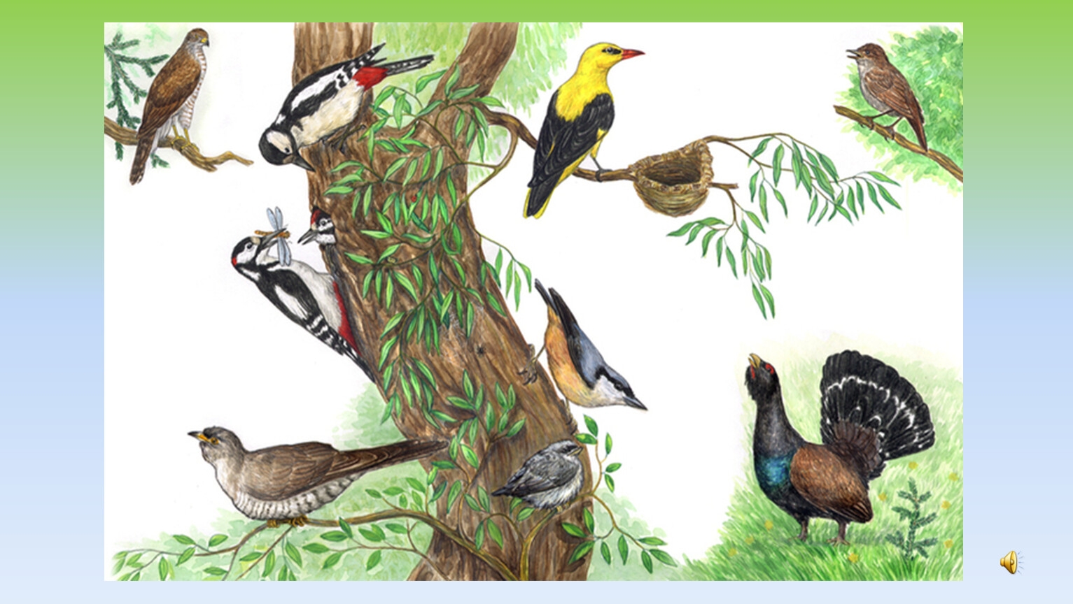 RIO корм для лесных певчих птиц 500г