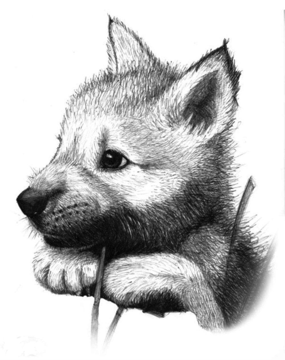 Рисунки для срисовки волчонок