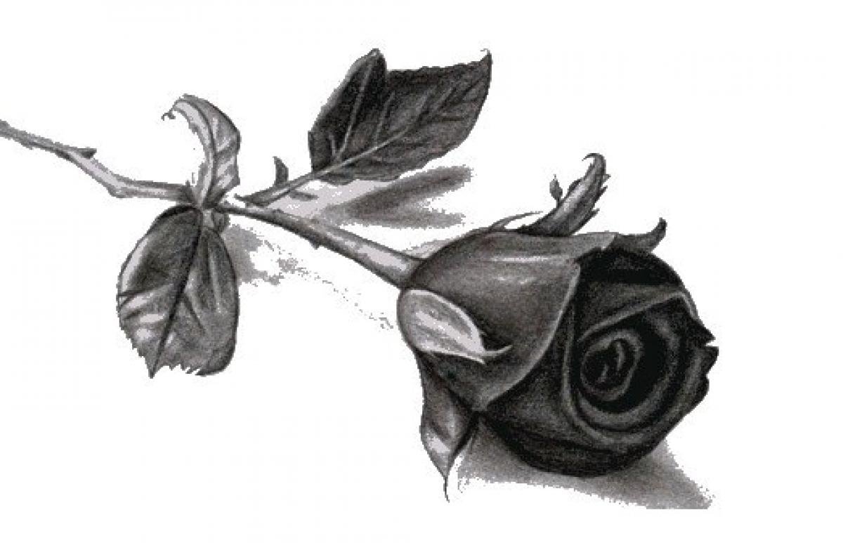 Изображения по запросу Две розы