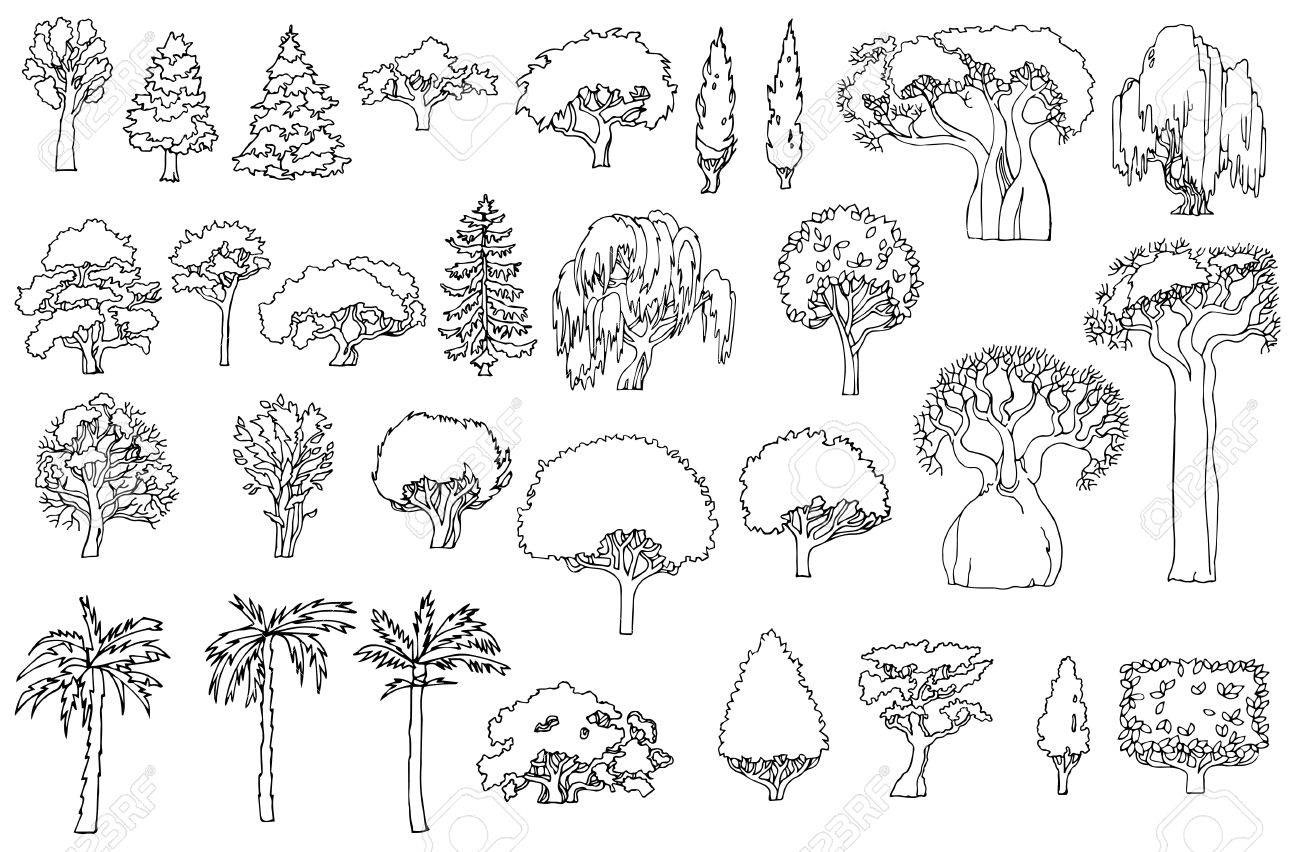Зарисовки зимних деревьев