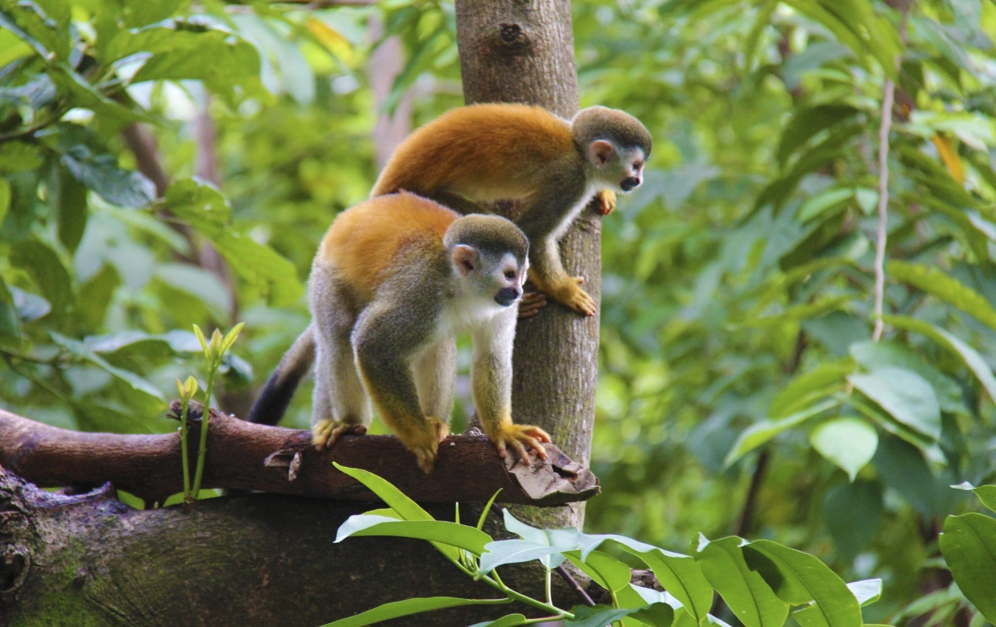 В какой природной зоне обитают обезьяны. Обезьяны экваториальных лесов Южной Америки. Обезьяны — мартышки сельвы Южной Америки. Животный мир влажных экваториальных лесов Южной Америки. Фауна экваториальных лесов Африки.