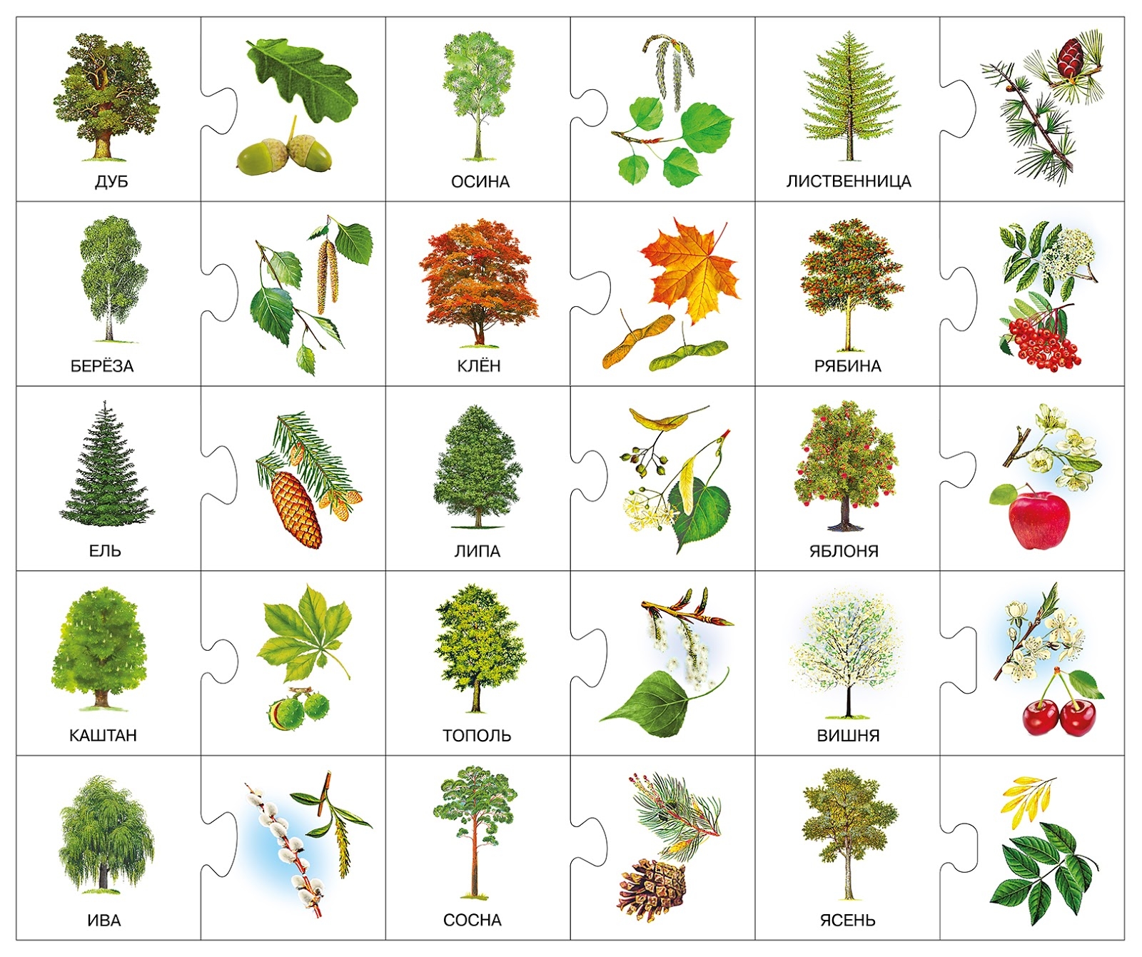 Картинки деревьев с названиями (14 ФОТО)