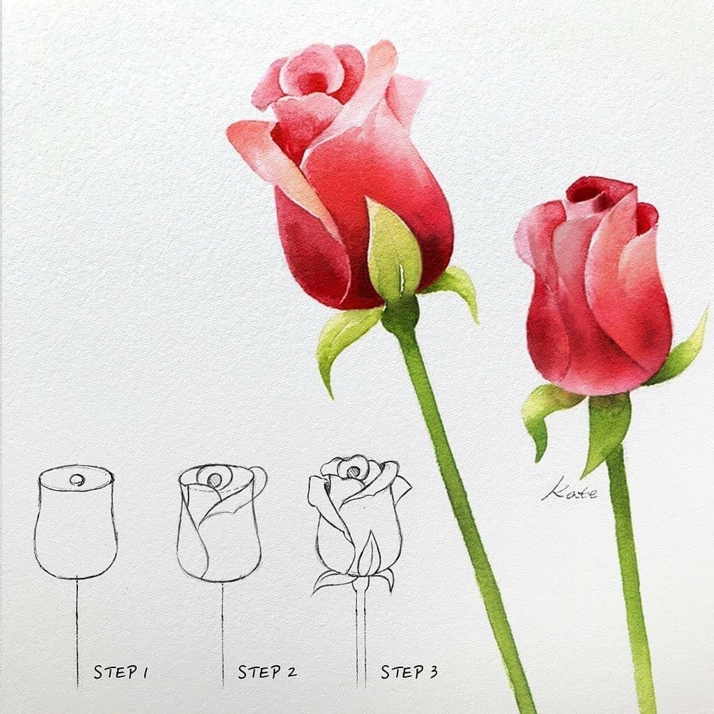 Нарисованные картинки розы