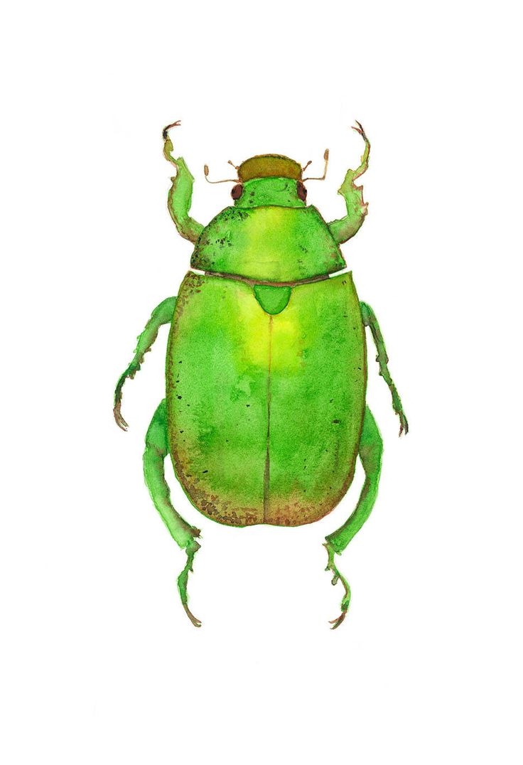 Зеленый жук осенью