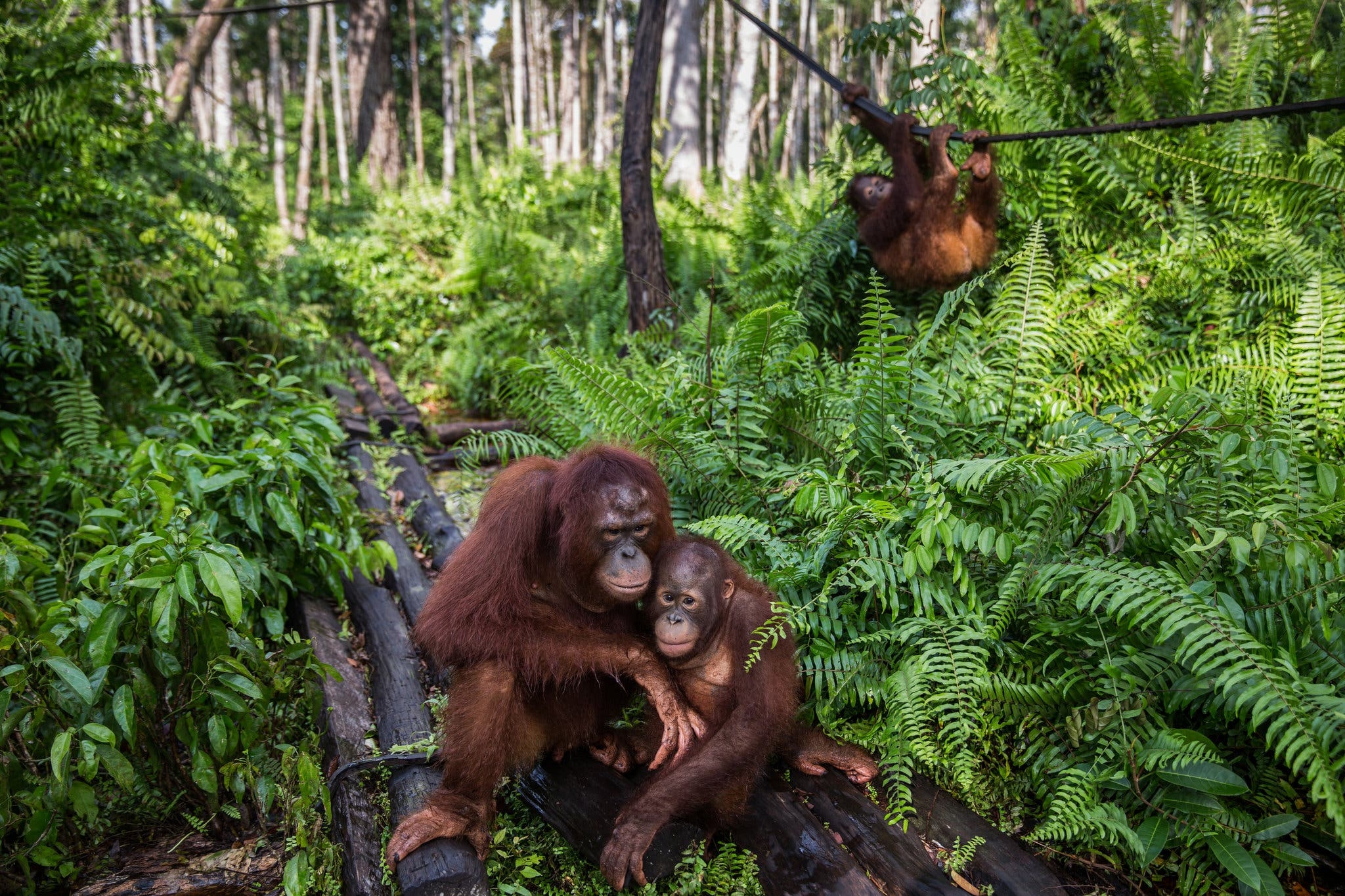 Суматранский орангутанг. Орангутанг в тропическом лесу. Суматранский орангутан самка. Обезьяна орангутанг. В какой природной зоне обитают обезьяны