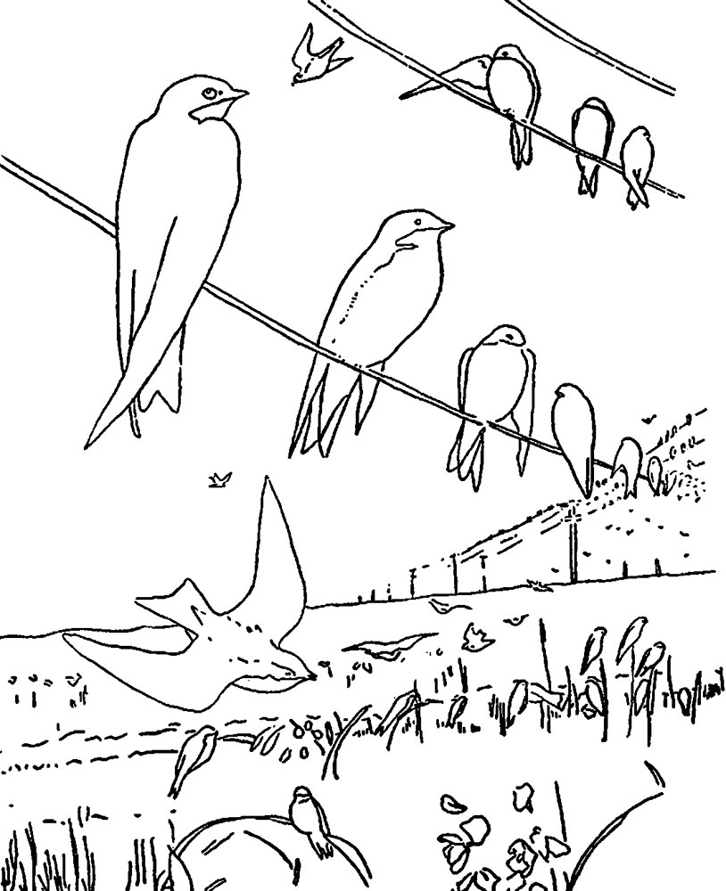 Перелетные птицы весной картинки для детей. Раскраска "перелетные птицы". Весенние птицы раскраска. Перелетные птицы раскраска для детей. Весенние птицы раскраска для детей.