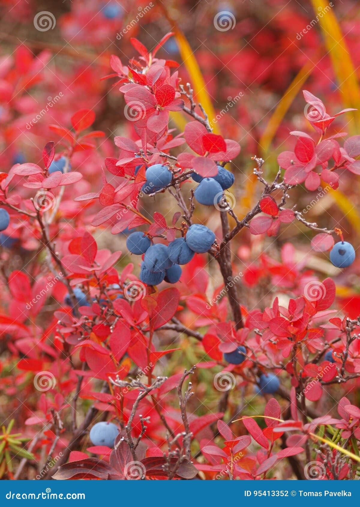 Краснеет голубика. Голубика осенью. Листья голубики осенью. Фото ягоды пучком на кусте на кончике ветки.
