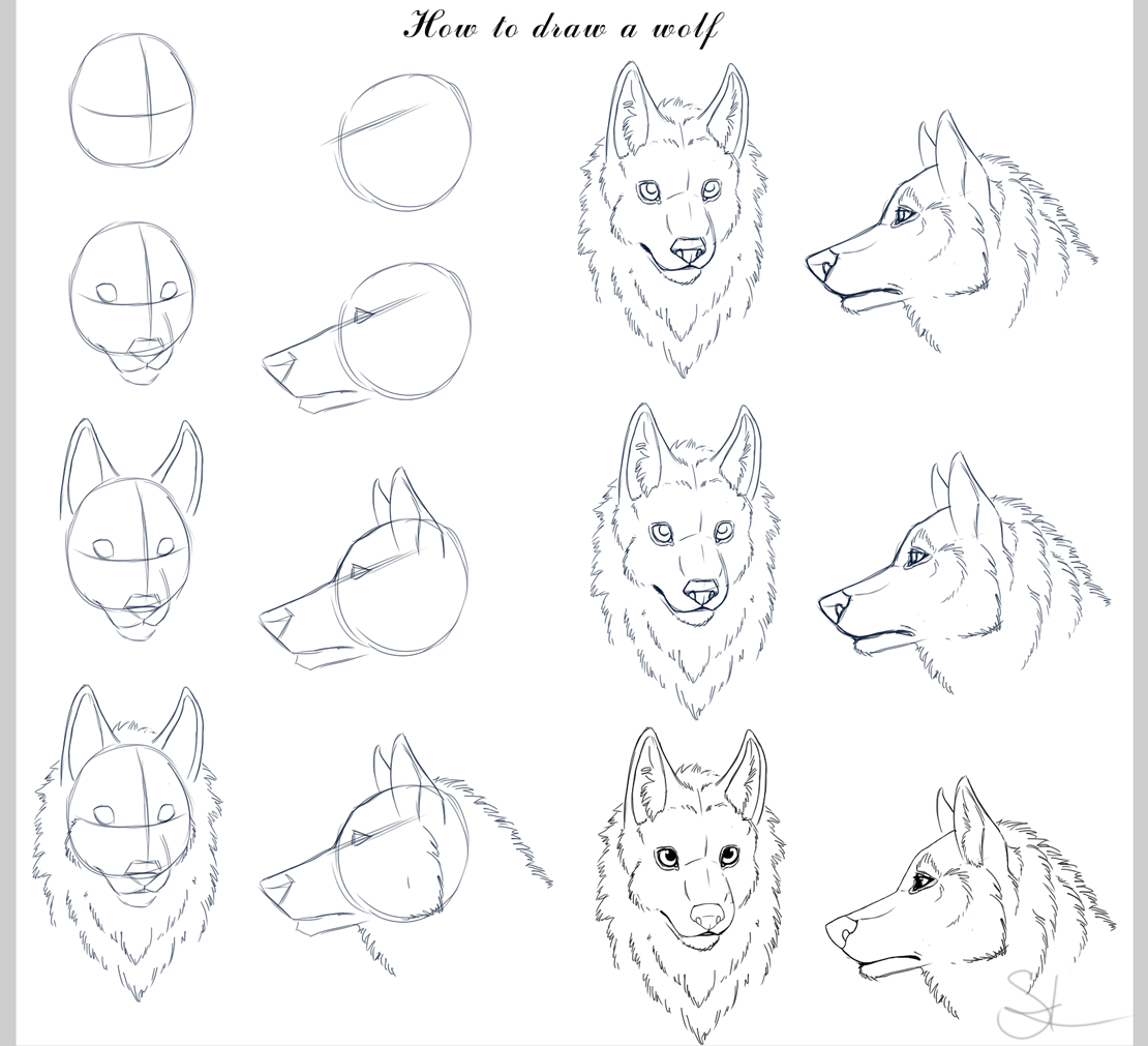 Как нарисовать морду волка карандашом поэтапно