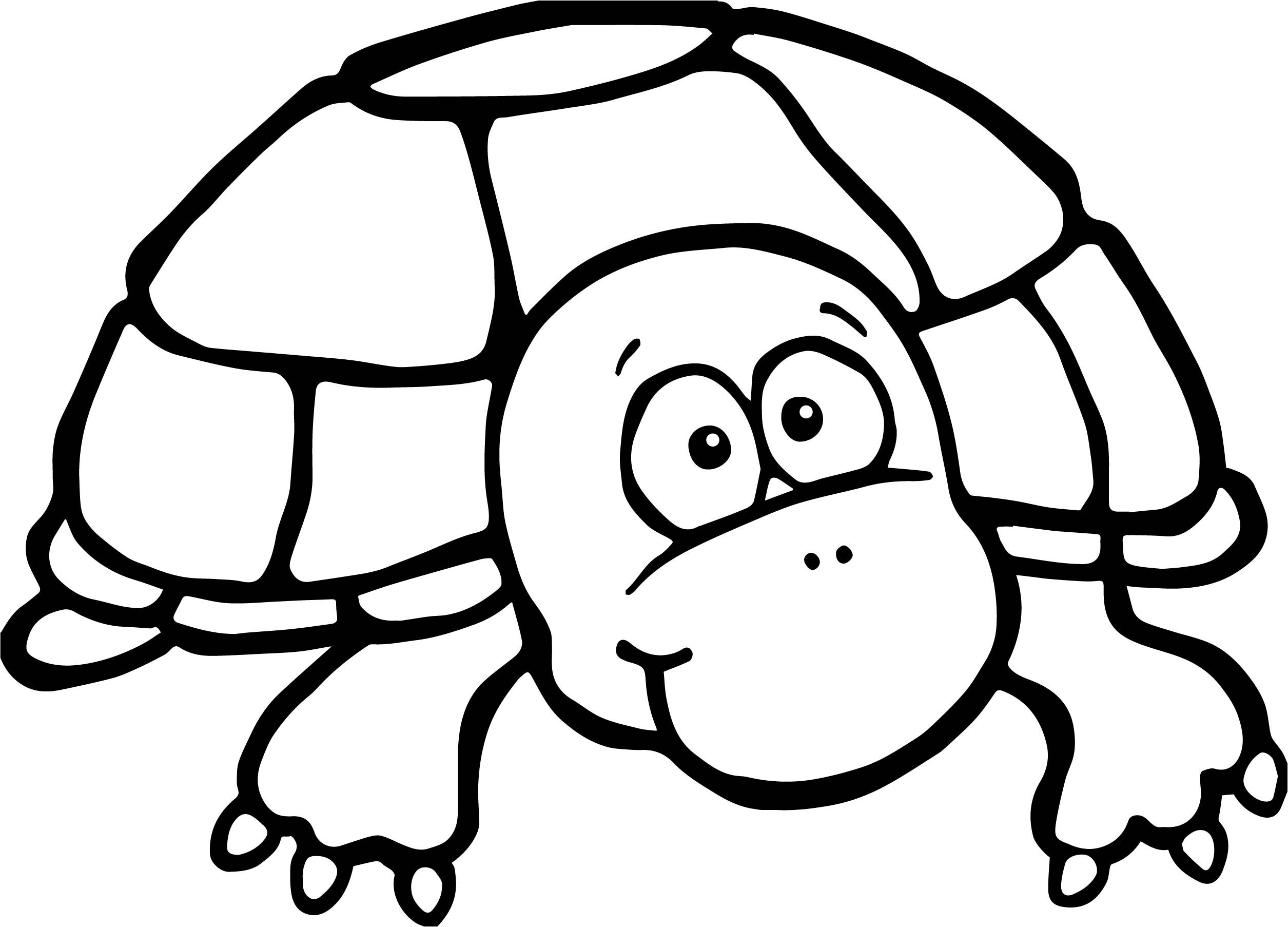 Реалистичные черепахи: 14 разукрашек