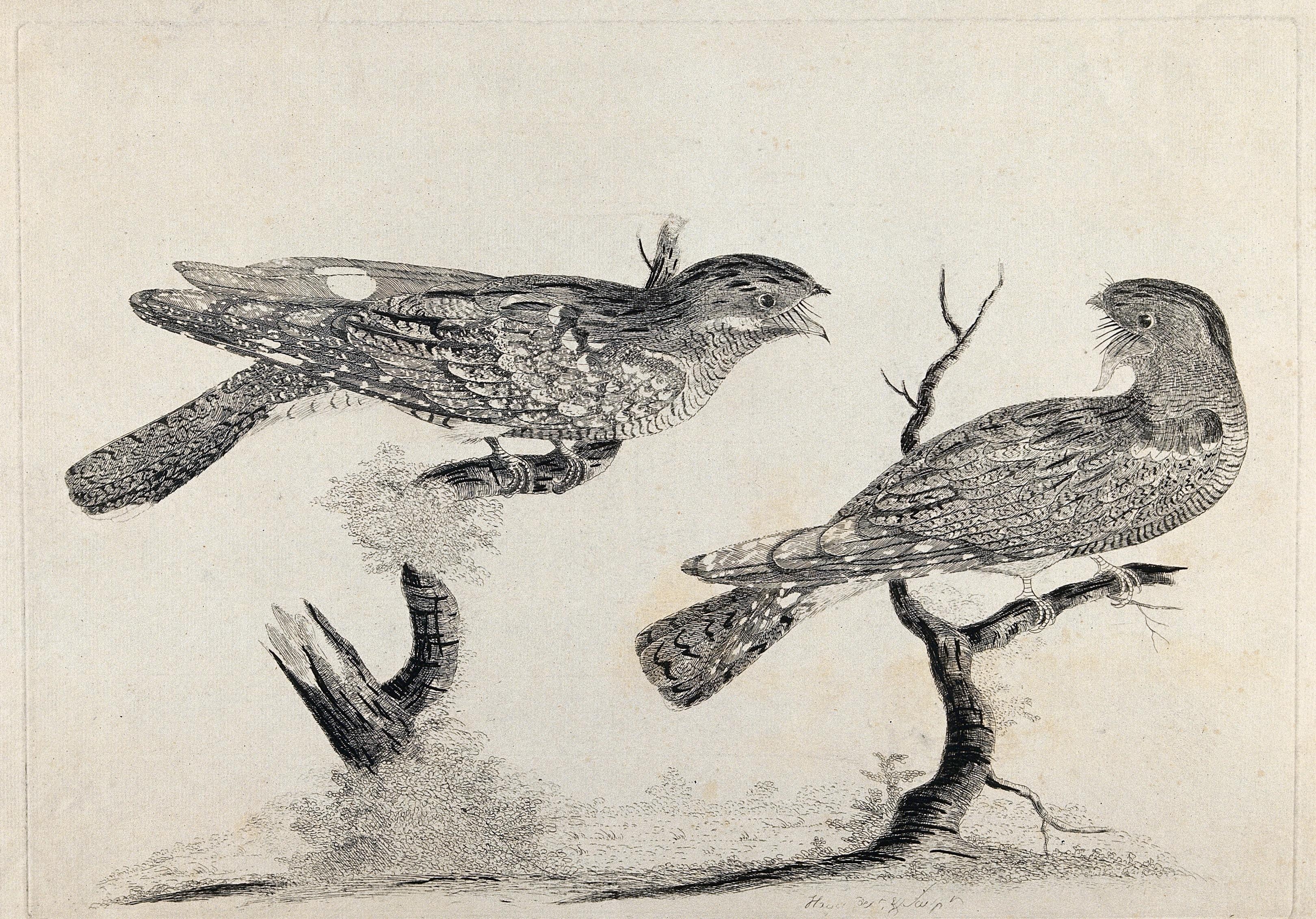 Птицы в древности. Офорт анималистика. Древняя птица веерохвостая рисунок. Дети ловят птиц в древности.