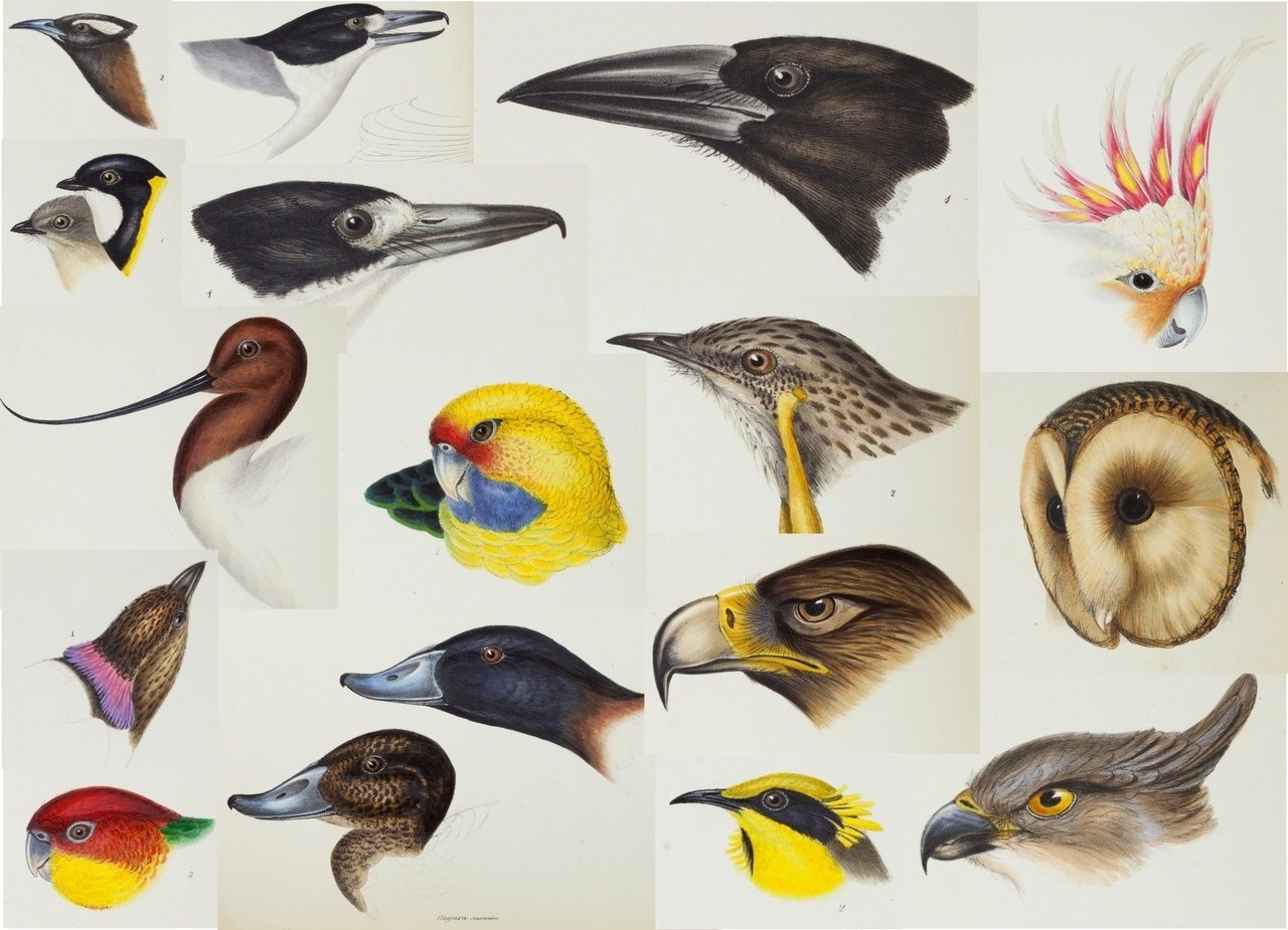 Клювы хищных птиц рисунок - 58 фото