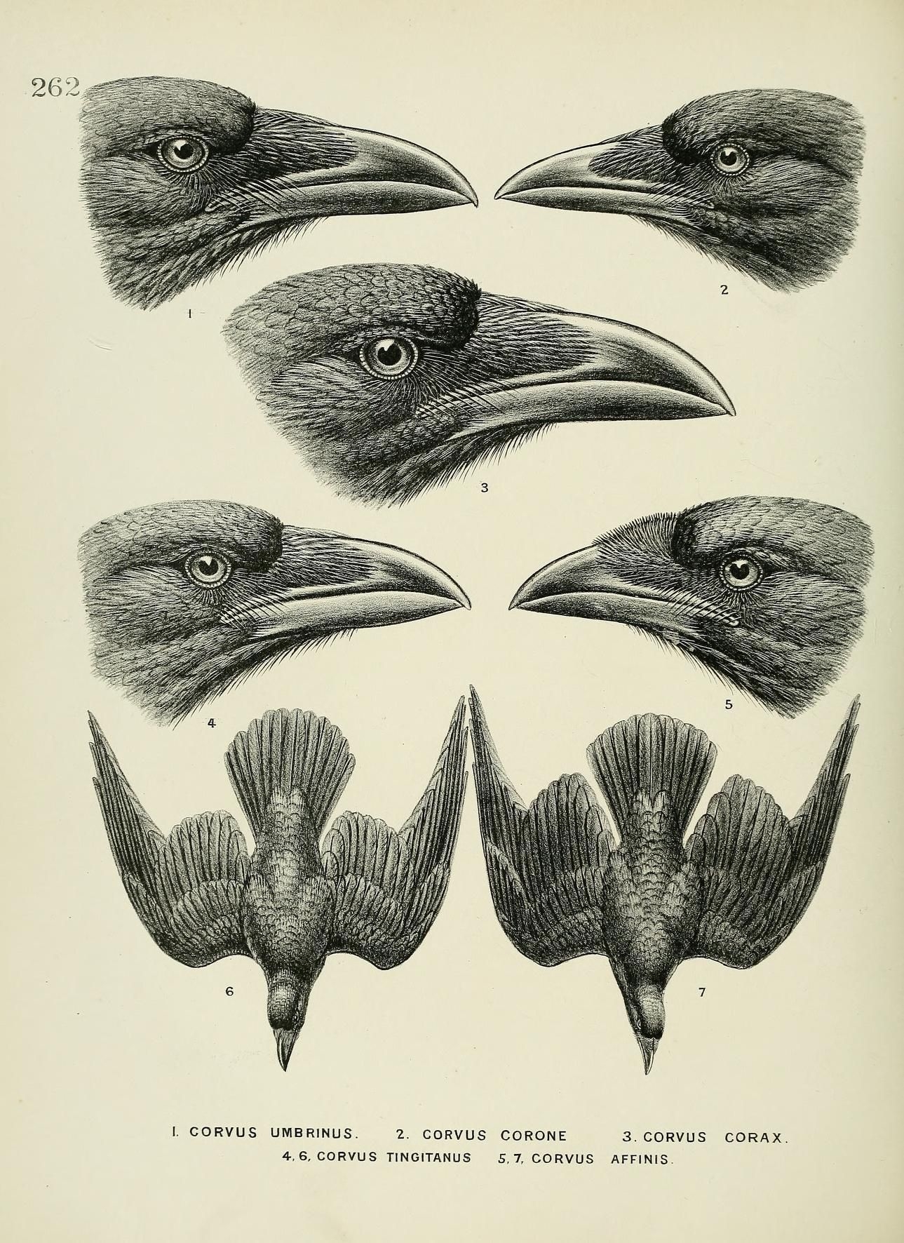 Клювы хищных птиц рисунок - 58 фото