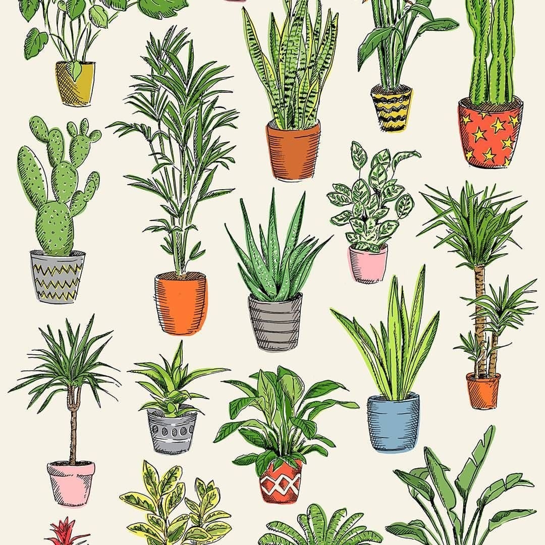 Комнатное растение легкое. Комнатные растения. Комнатные растения иллюстрации. Комнатное растение рисунок. Нарисовать растение.