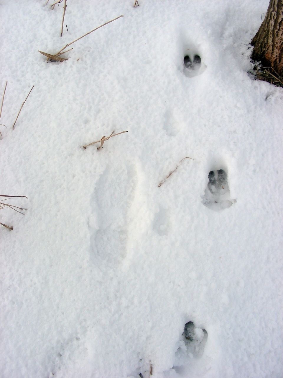 Картинки следы кабана на снегу (67 фото)