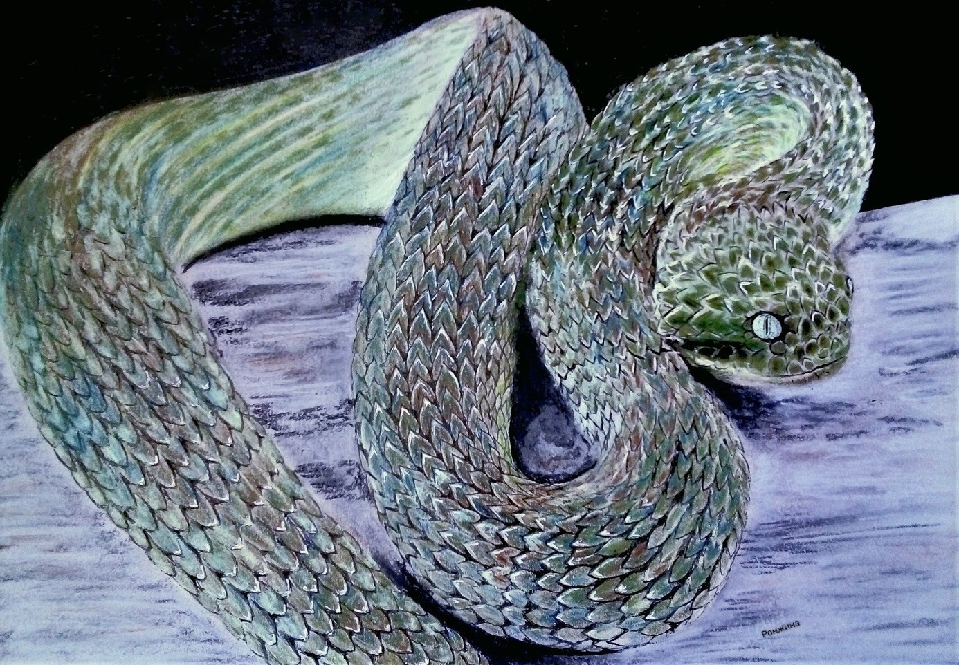 Змея гадюка в лесу - 60 фото