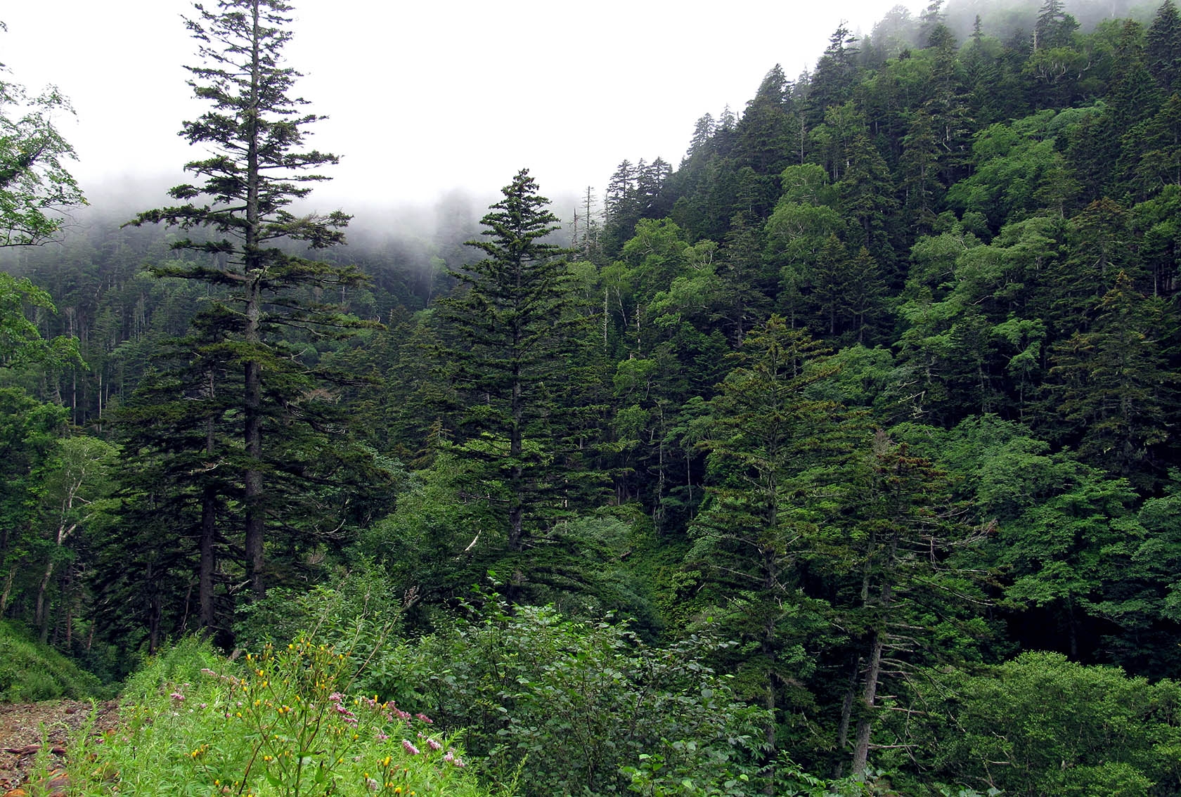 Растительный мир широколиственных хвойных лесов. Лес на Кунашире. Тисовый лес Сахалин. Кунашир остров лес. Елово-пихтовые леса Сахалина.