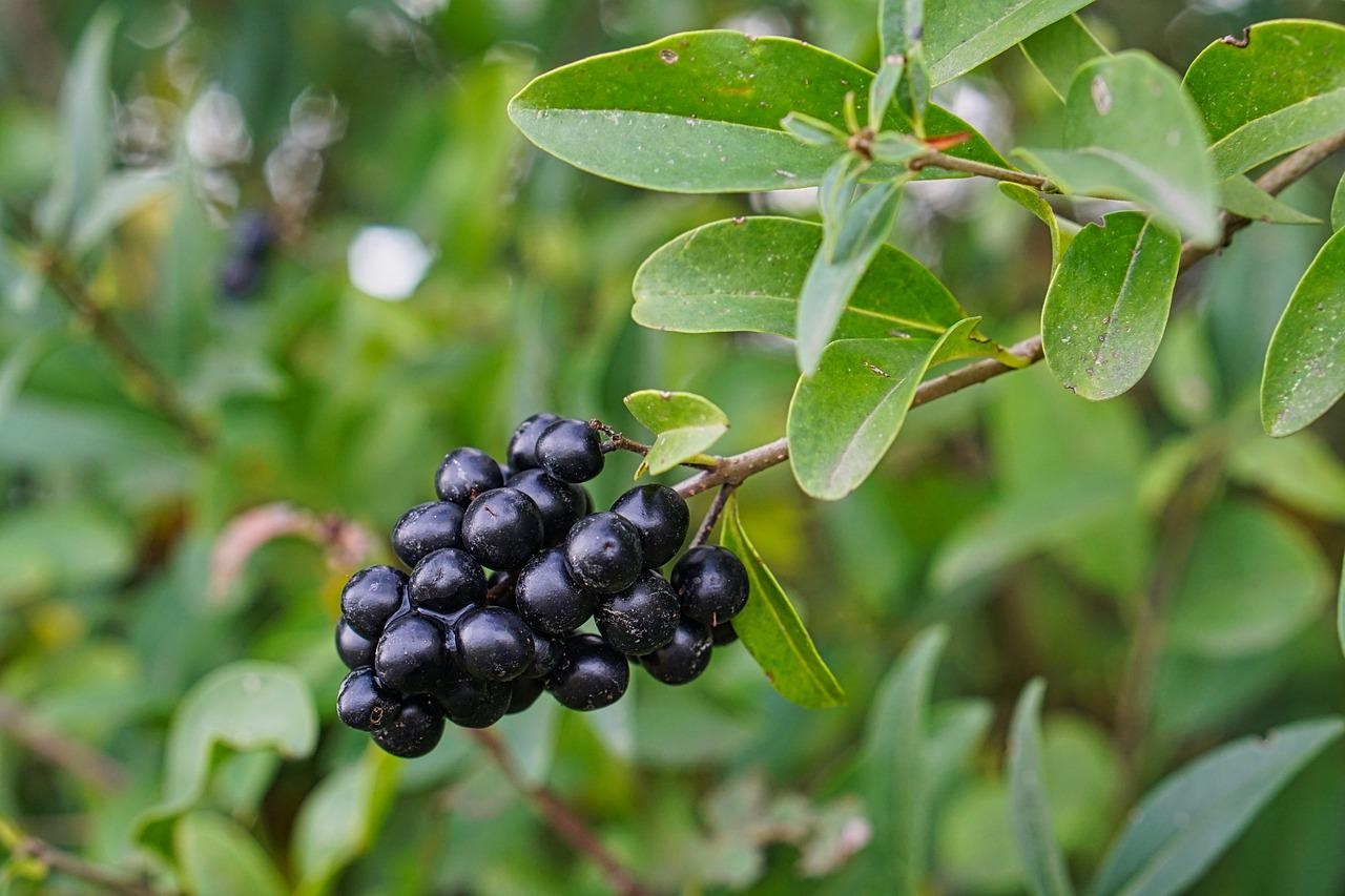 Растение с черными ягодами на стебле (57 фото) »
