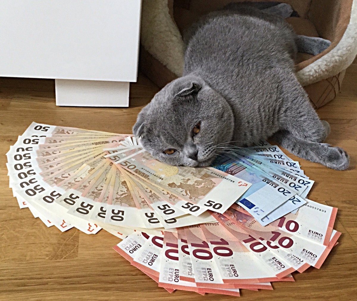 Кот с деньгами. Денежная кошка. Богатый кот. Смешные животные с деньгами. Как получить денежки