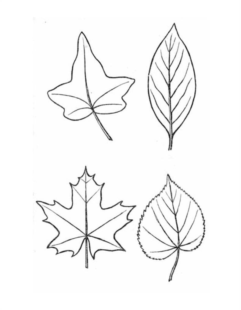 Листья карандашом легко. Листья рисунок. Листья для срисовки. Листья для срисовки карандашом. Листик нарисовать карандашом.