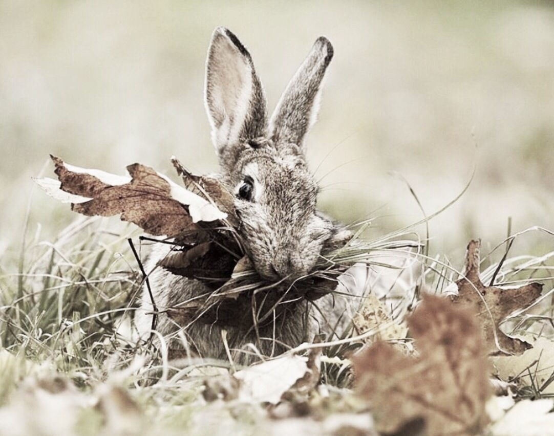 Заяц в лесу осенью рисунок - 76 фото
