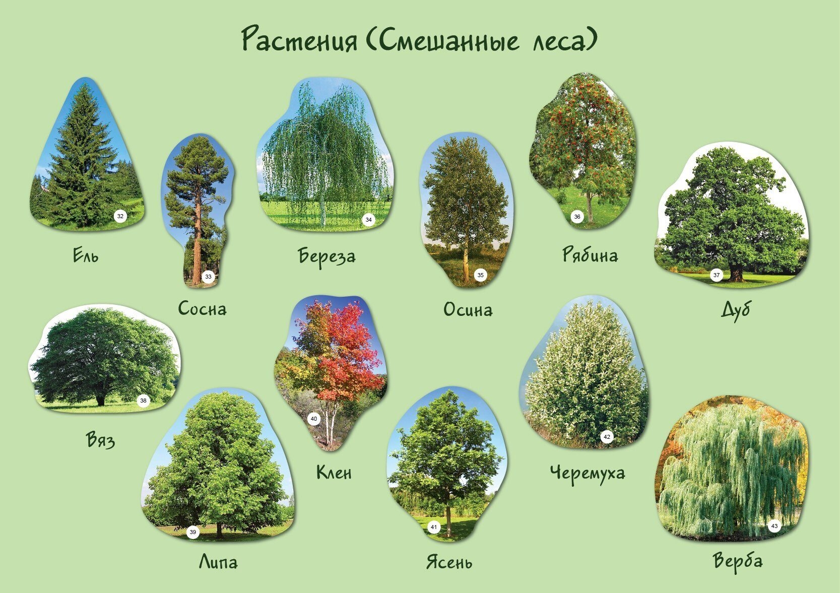 Из хвойных 4 буквы. Деревья названия. Растения смешанных лесов в России. Лиственные деревья. Название деревьев и кустарников.