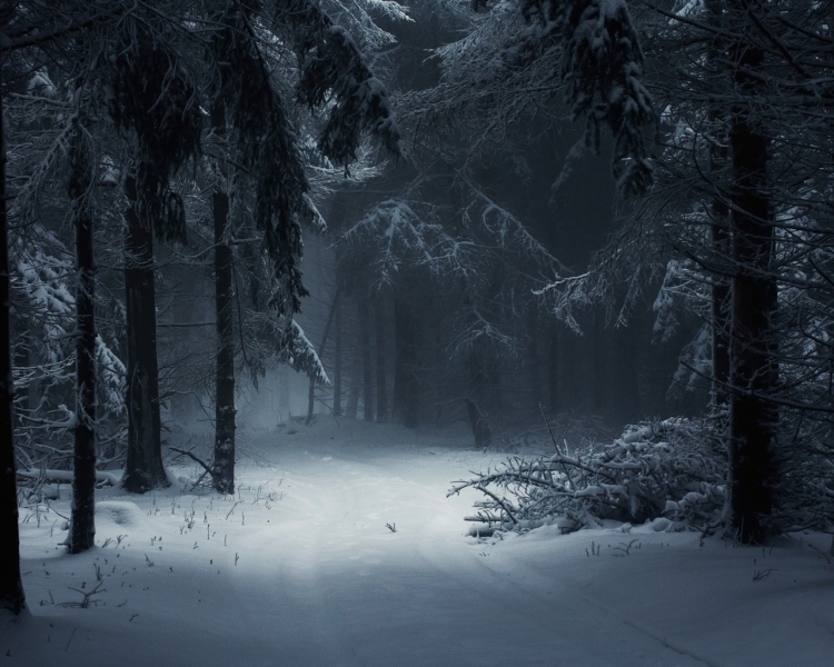 Спят ли зимой деревья? | Государственный заповедник «Вишерский»