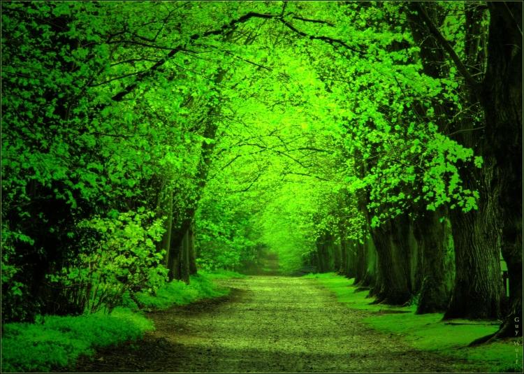 Яркий зеленый лес