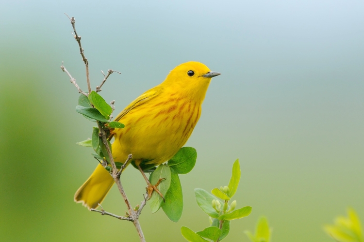 Желтая птичка в лесу