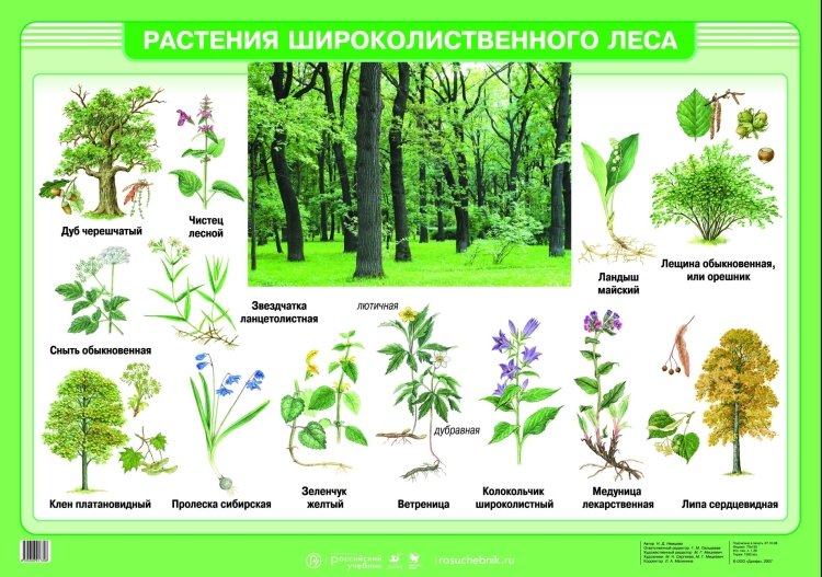 Широколиственные леса растения