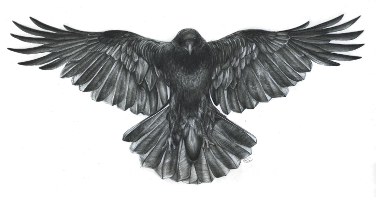 Крыло ворона рисунок