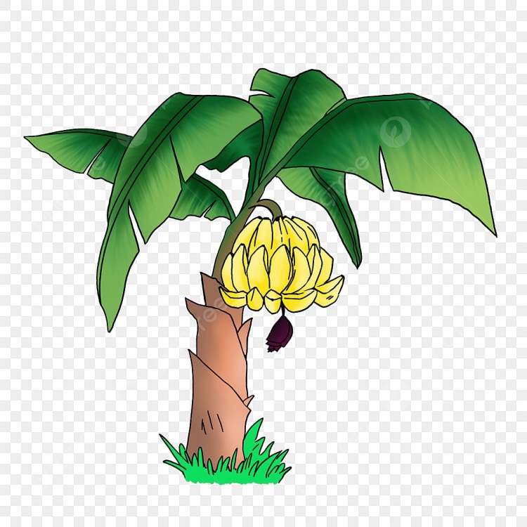 Банановое дерево рисунок
