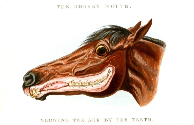 Зубы коровы рисунок