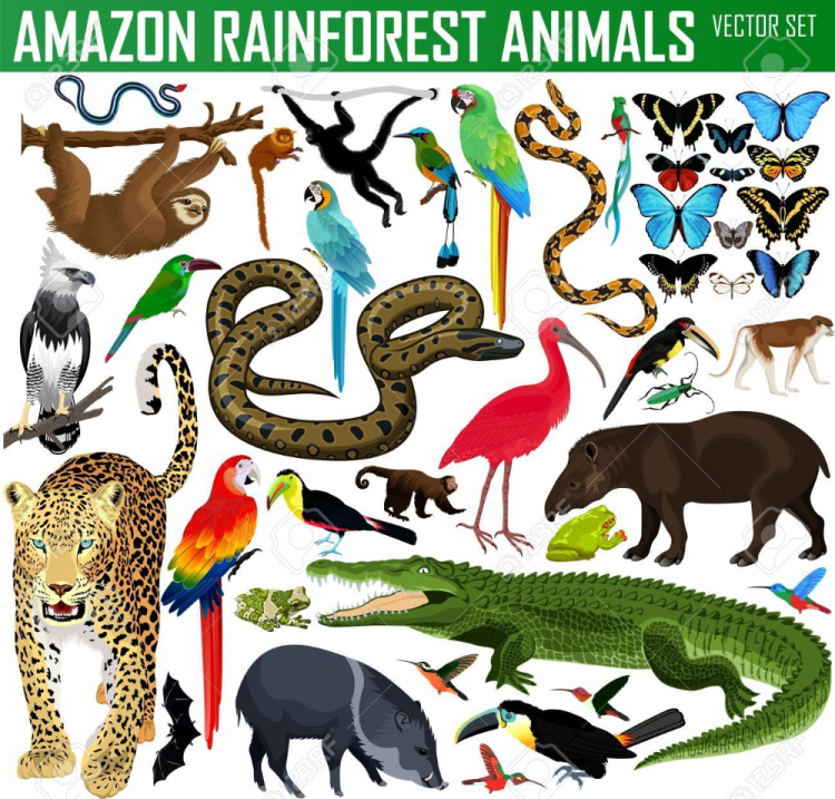 Животные лесов амазонки