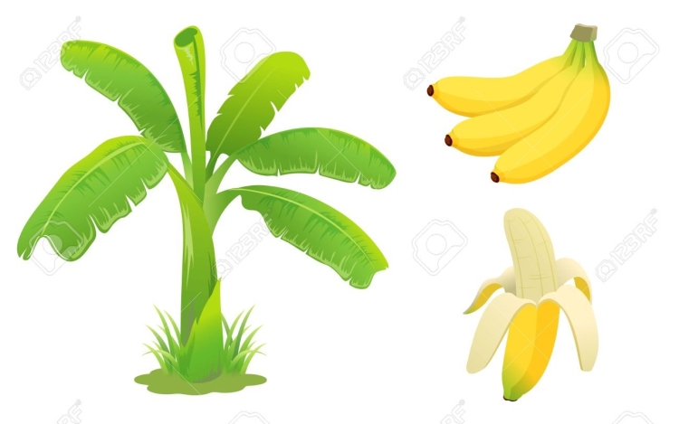 Банановая пальма рисунок