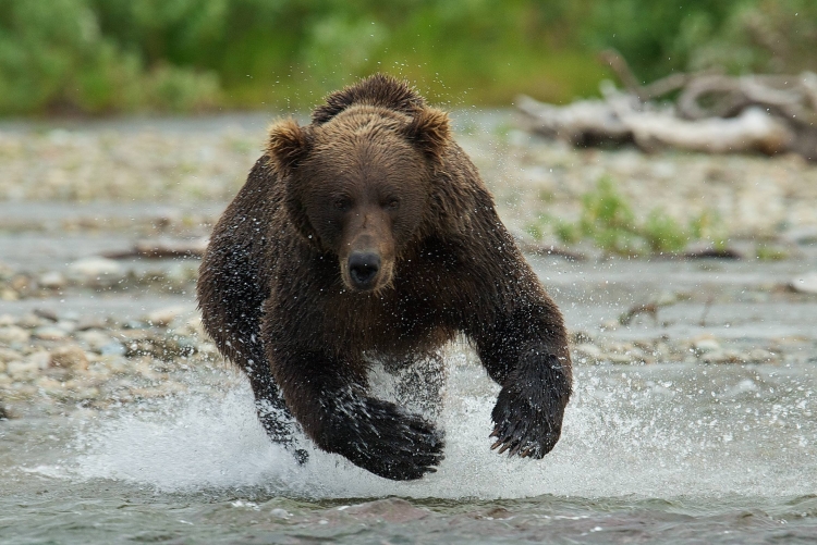 Бегущий медведь рисунок