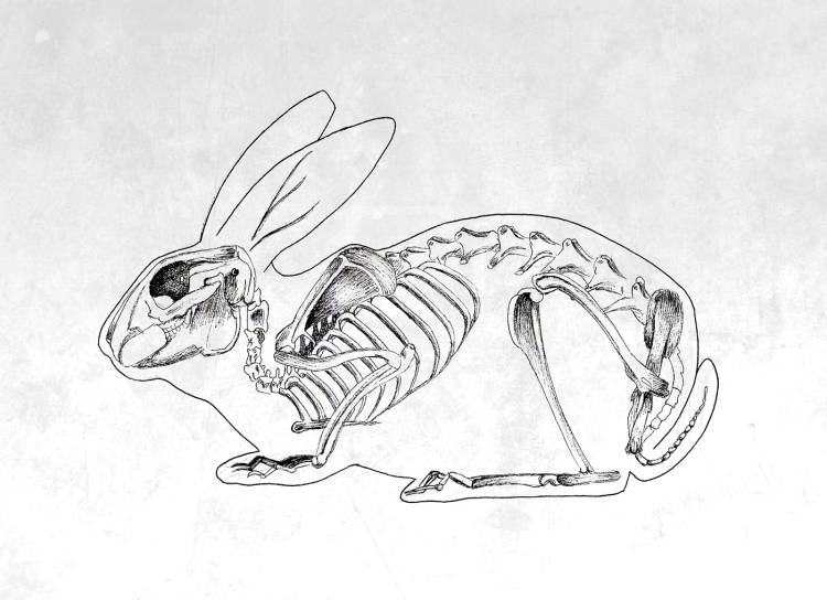 Скелет кролика рисунок