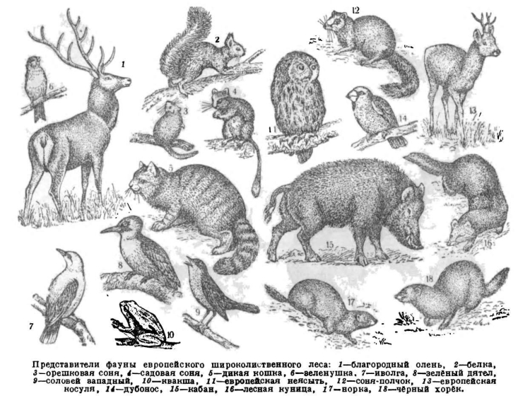 Животные широколиственного леса